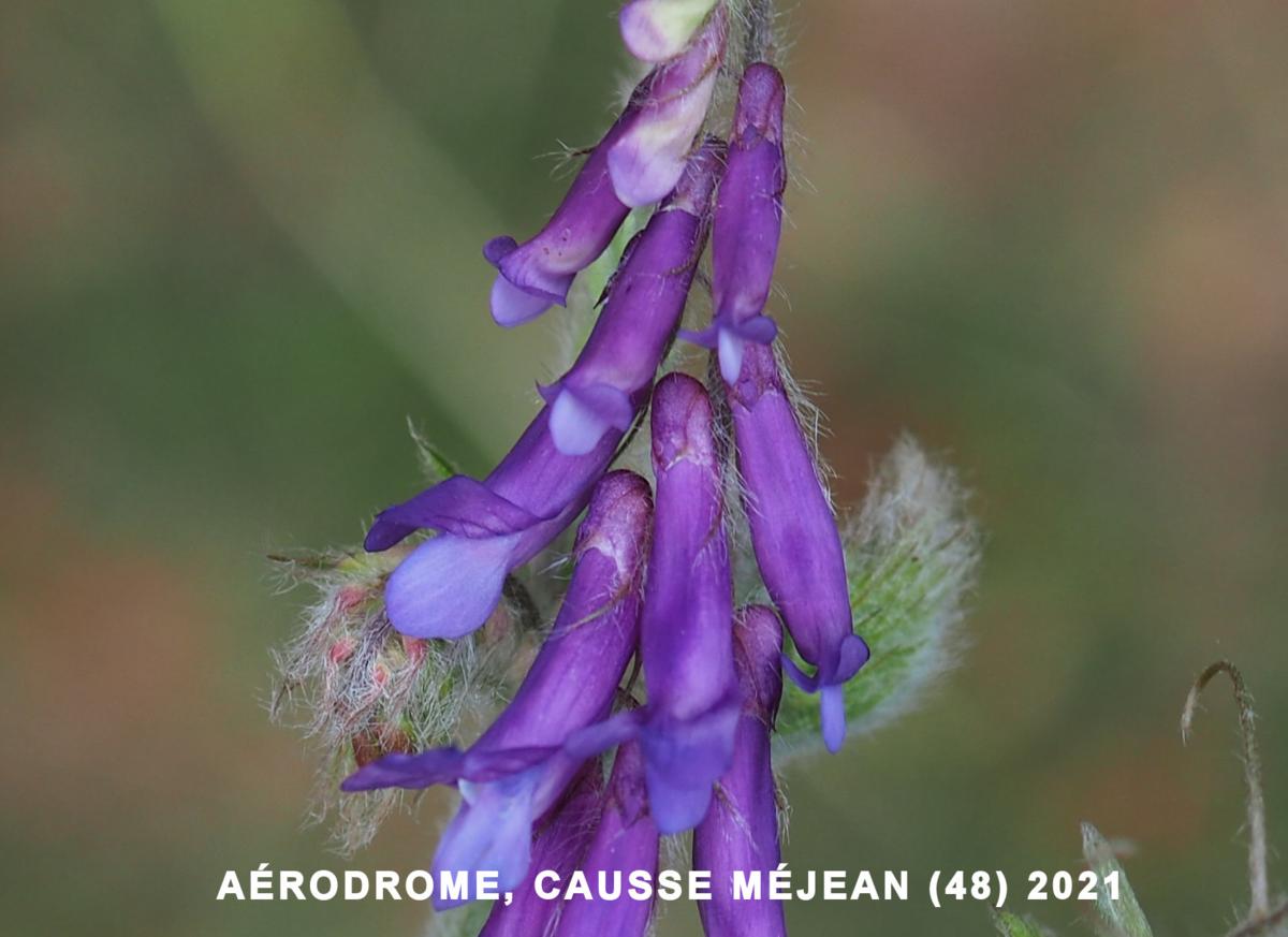 Vetch, Hairy flower